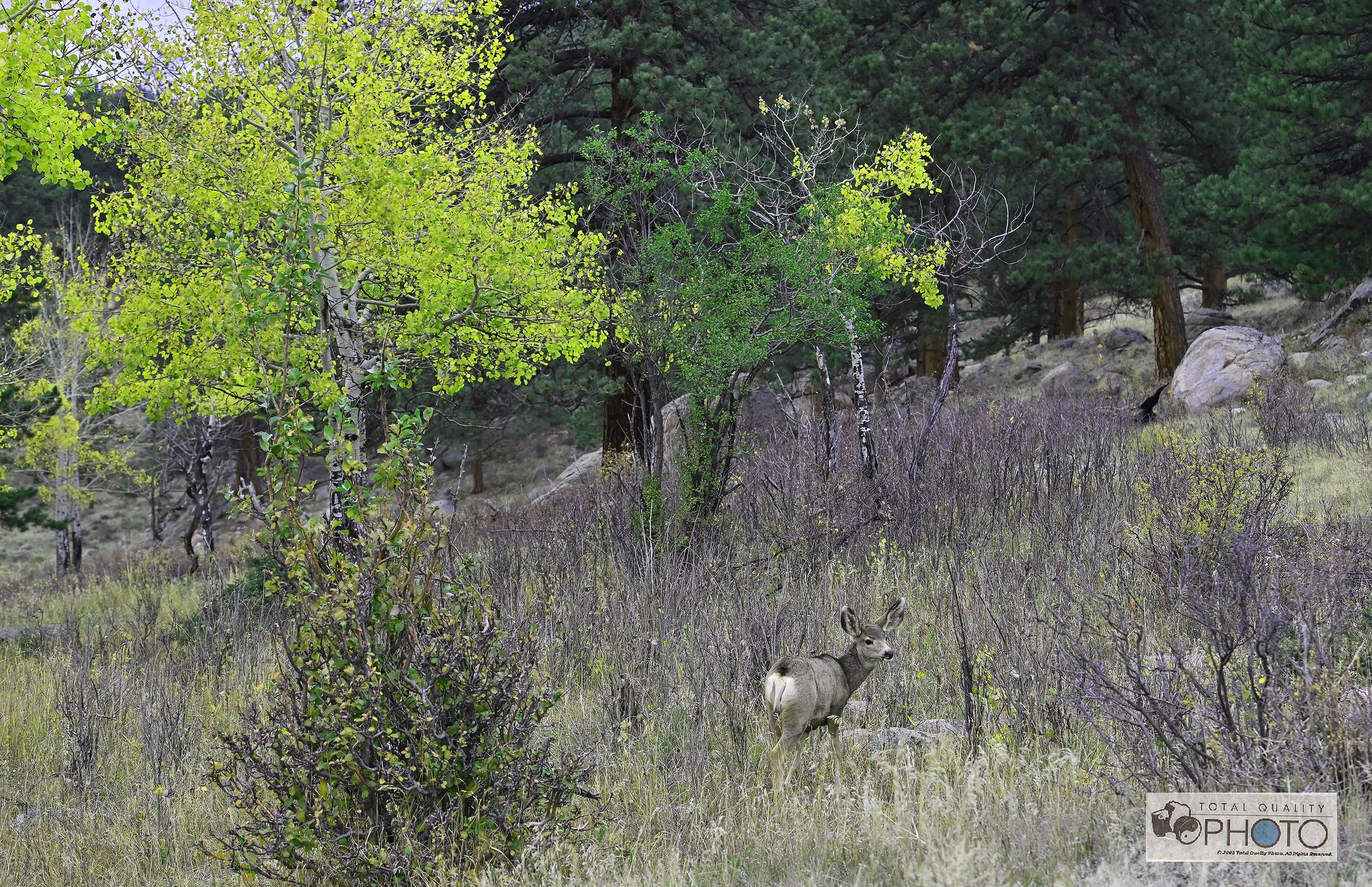 White Tailed Deer and Aspen RMNP
