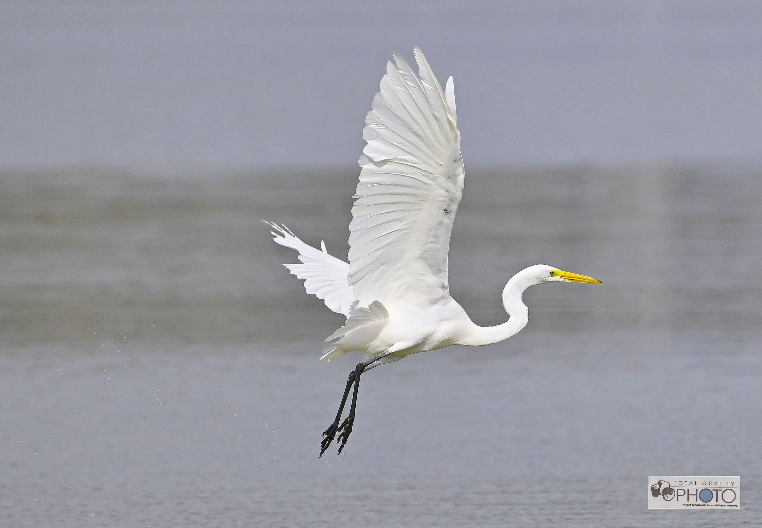 A White Heron Taking Off from McIntosh Lake CO