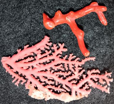 Authentic Red & Pink Sea Coral Branches