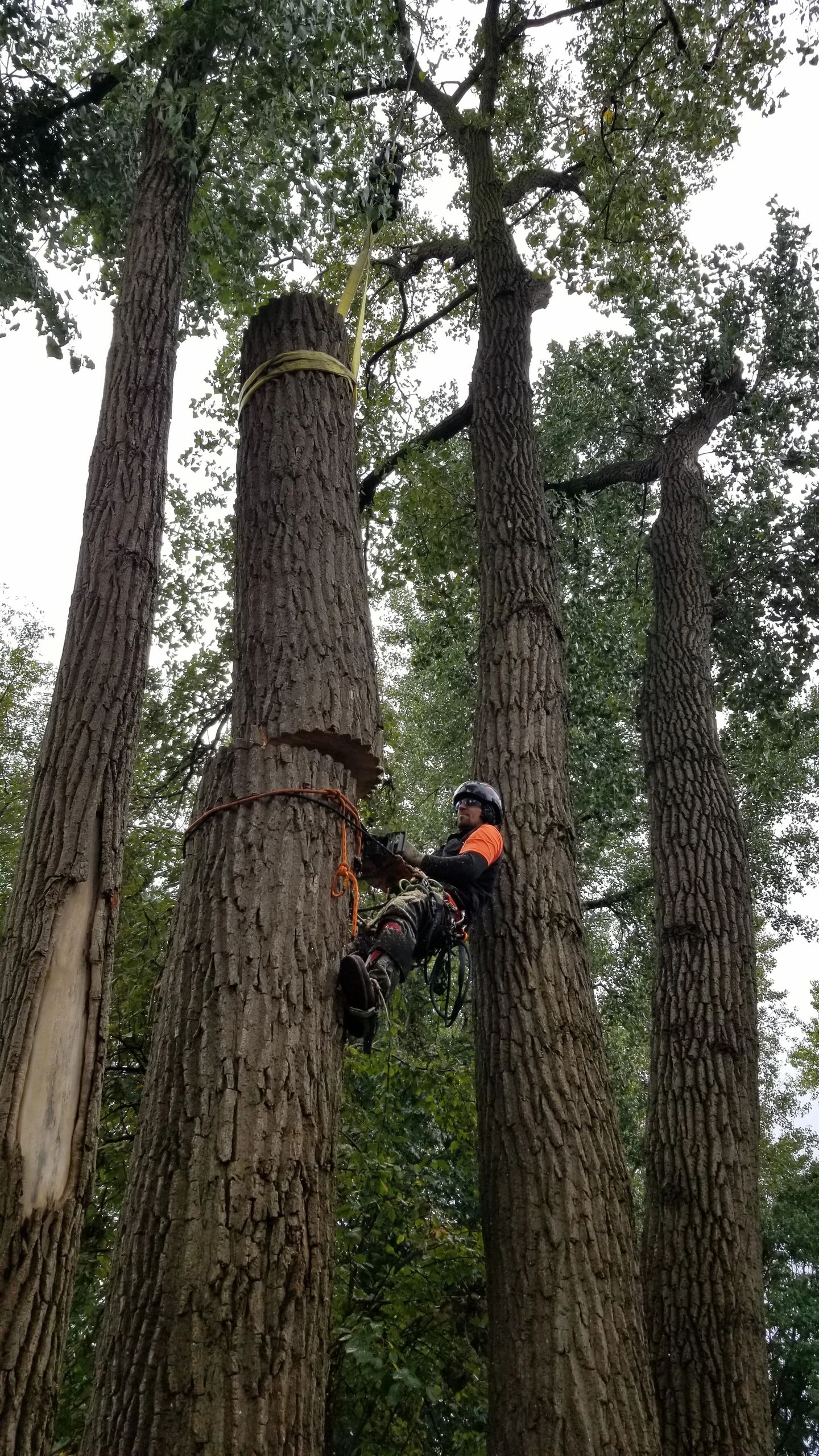 Arbortech Stump  Tree Removal