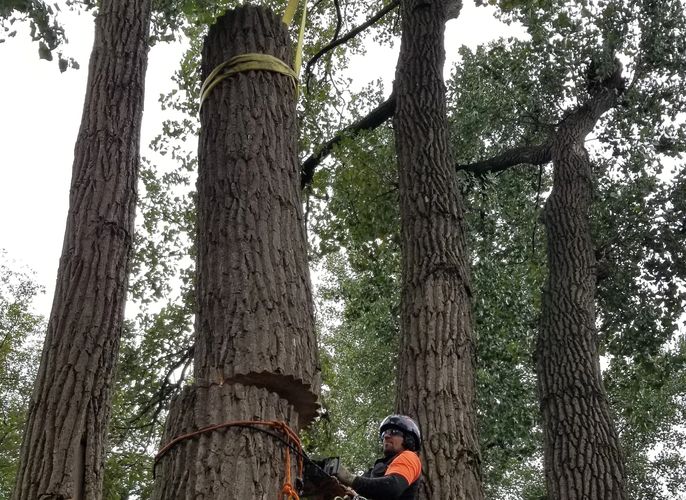 Tree removal being performed in Minneapolis, MN.