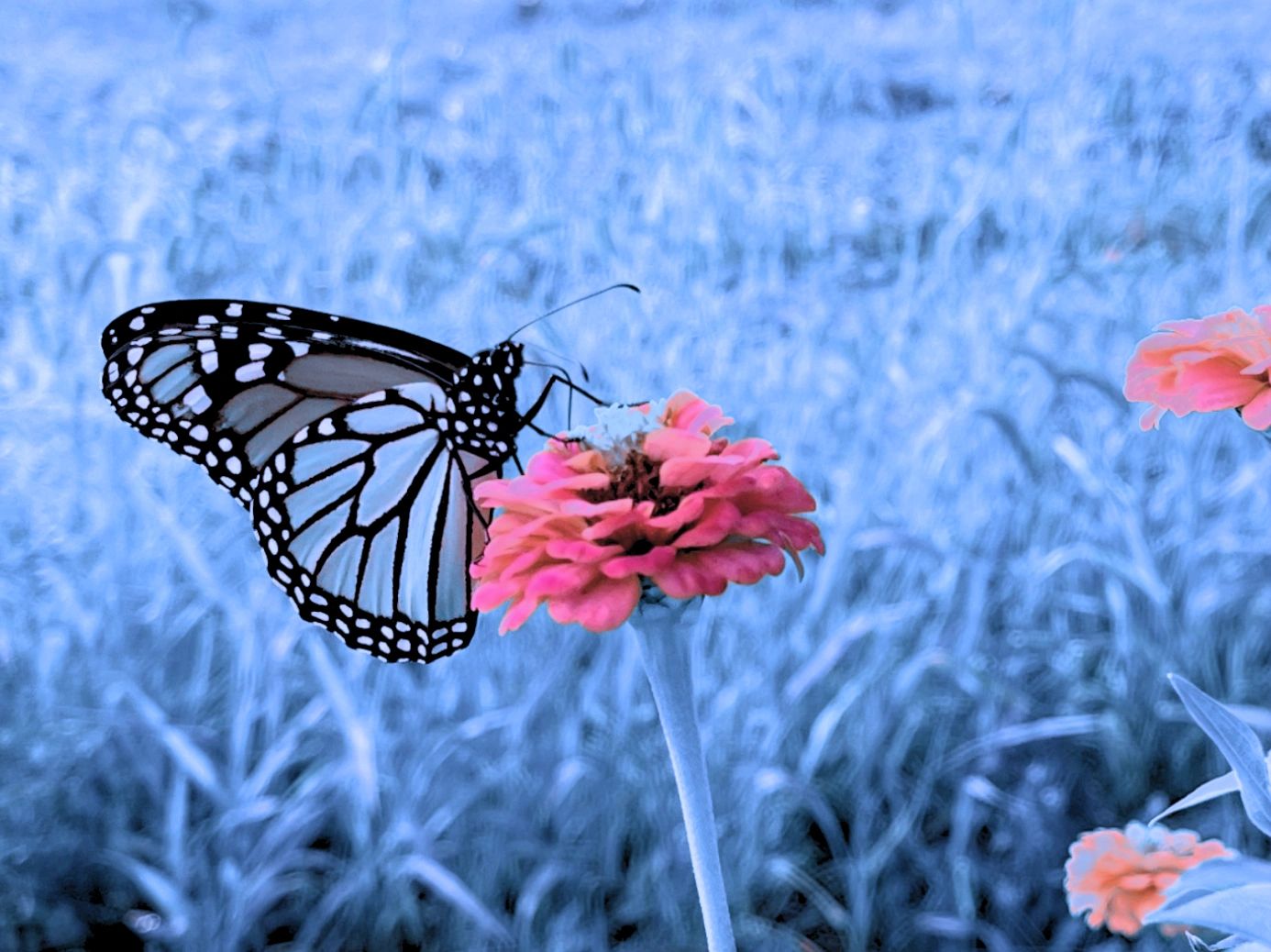 A butterfly resting on a pink flower in a background of blue-tinted grass.