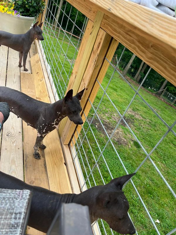 American Hairless terriers at Cas'
