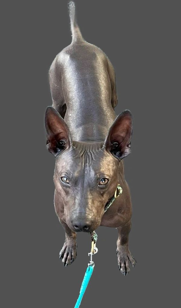 Beautiful picture of GCH Cas' Smooth Criminal