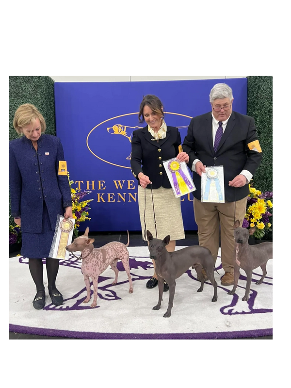 Westminster Kennel Club.  
Best of Breed , Select Dog and Award of Merit.   All Cas Littermates