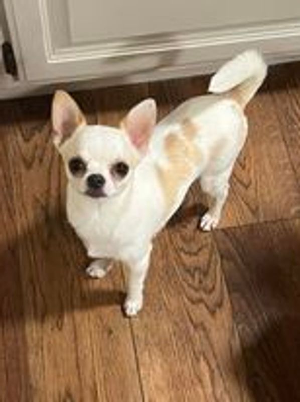 Smooth coat chihuahua Cas' Boy Wonder. Cas'