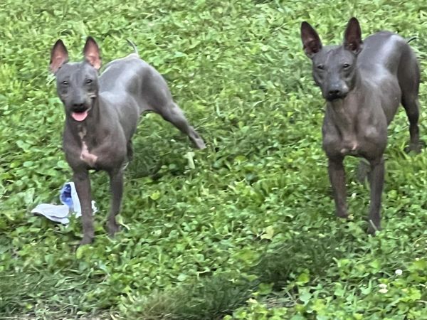Cas' American Hairless Terriers CH Cas' Outlaw Jesse James and littermate GCH Cas' Smooth Criminal