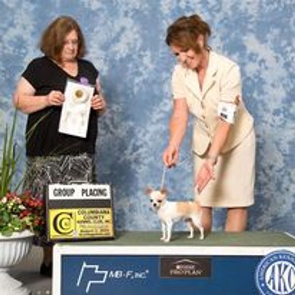 GCH Cas' Hi Calli Burr Multiple Group placing smooth coat chihuahua. Cas' chihuahuas