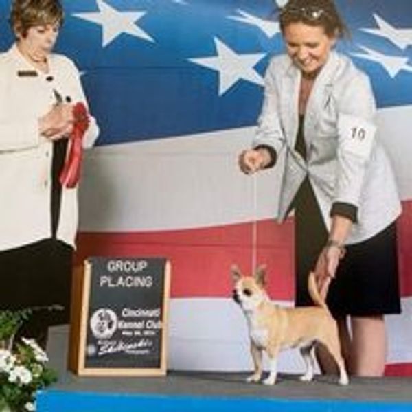 Group placing smooth coat chihuahua Cas' Chihuahuas