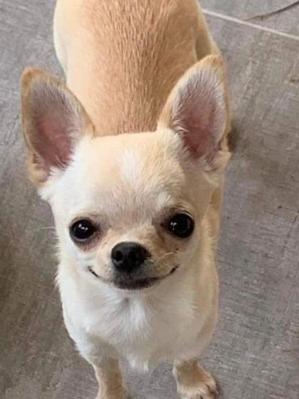 Fawn Smooth Coat Chihuahua at Cas' Chihuahuas