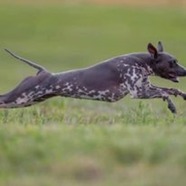 GCHB After All's BAre Nekked Lady at Cas' Kennels.  Athletic American Hairless Terrier running FCAT