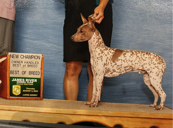 GCH Cas' Billy the Kid  Apricot piebald American Hairless Terrier
