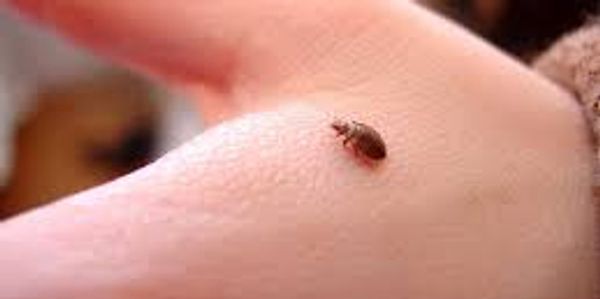 Bed Bug Inspections, Bed Bug Treatments, Bed Bug Prevention, Bed Bug Extermination