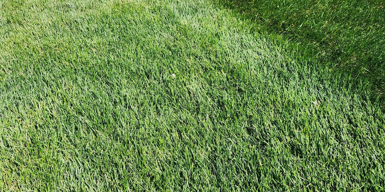 Weed-free turf.