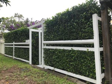 Hedge trimming just finished in Moorooka