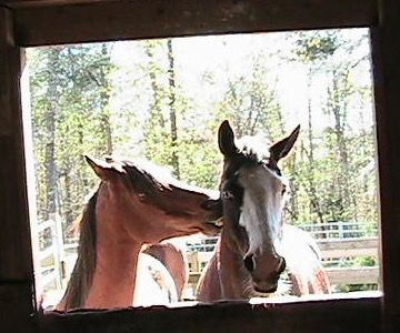 Two horses interacting