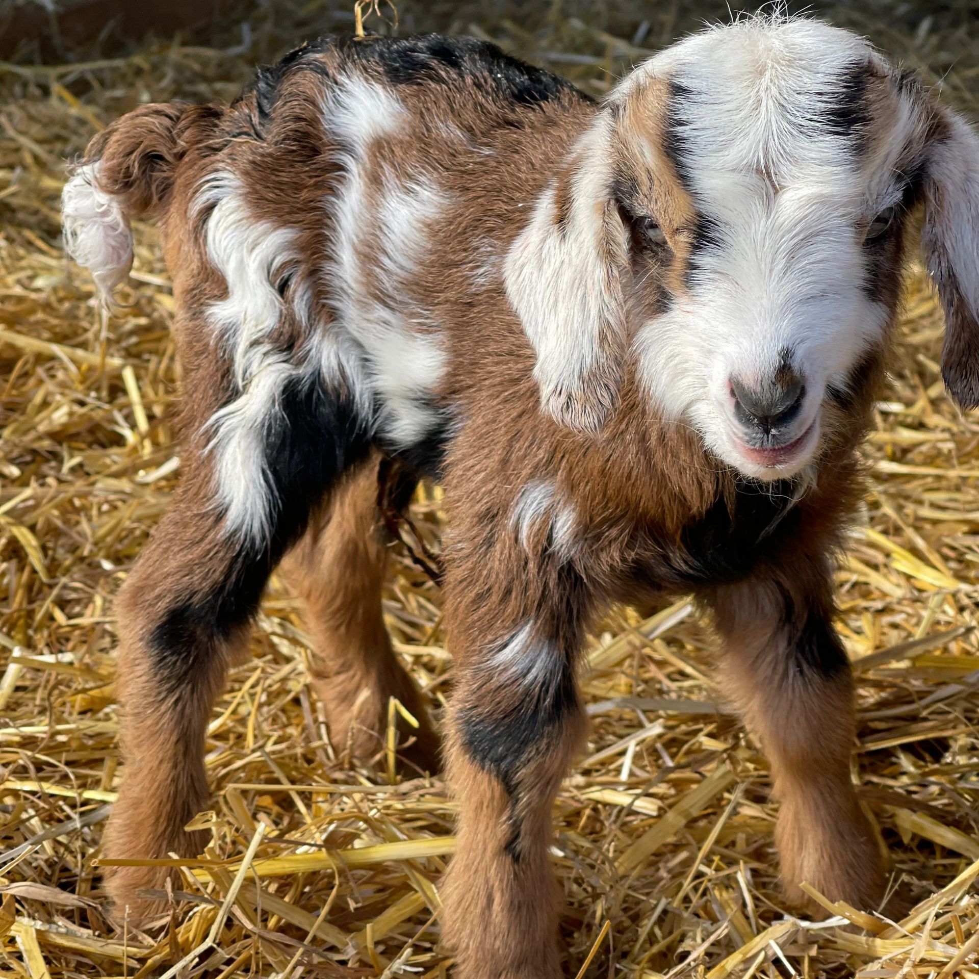 Spanish goat kid. 