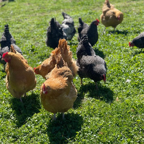 Chickens & Farm fresh eggs