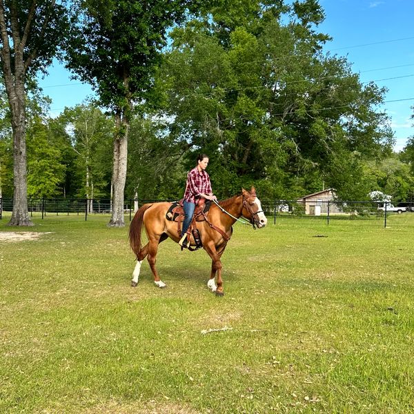 Freckles the lesson horse and student riding in the pasture.