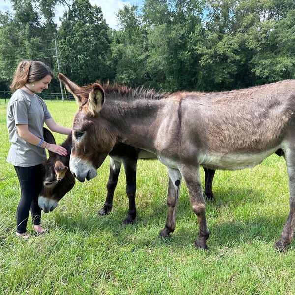 Donkeys curious about a visitor.