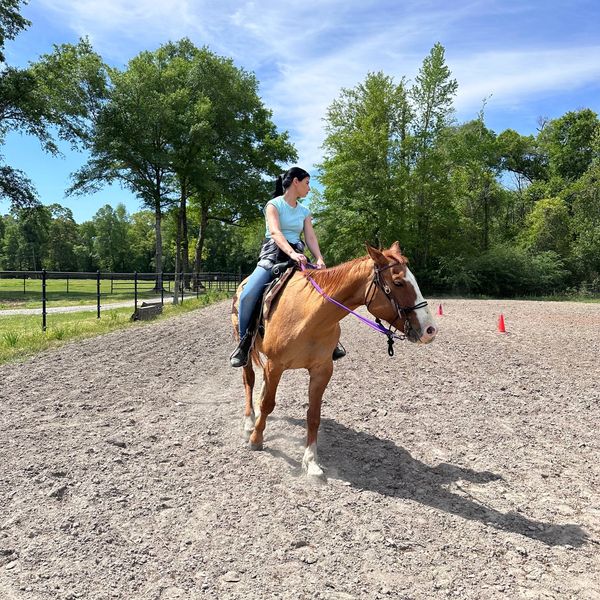 Lesson horse for lease. Student riding lesson horse in the arena.