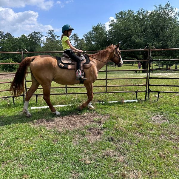 Lesson and lease horse with student,  in the round pen, warming up.
