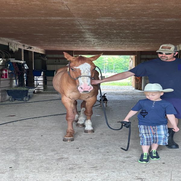 Our beginner horsemanship lessons are always the most fun!
