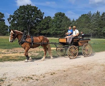 Chip the Belgian Horse with a carriage and carriage ride.
