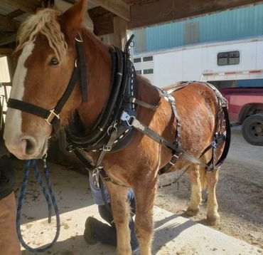Chip the Belgian Horse