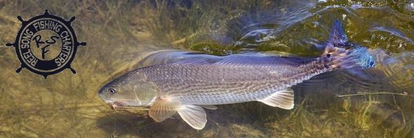reel song fishing charters banner
