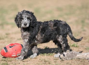 standard merle poodle puppy