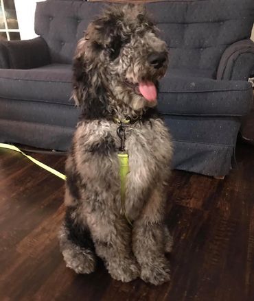 Standard Merle Poodle Puppy. Father of doodle puppies