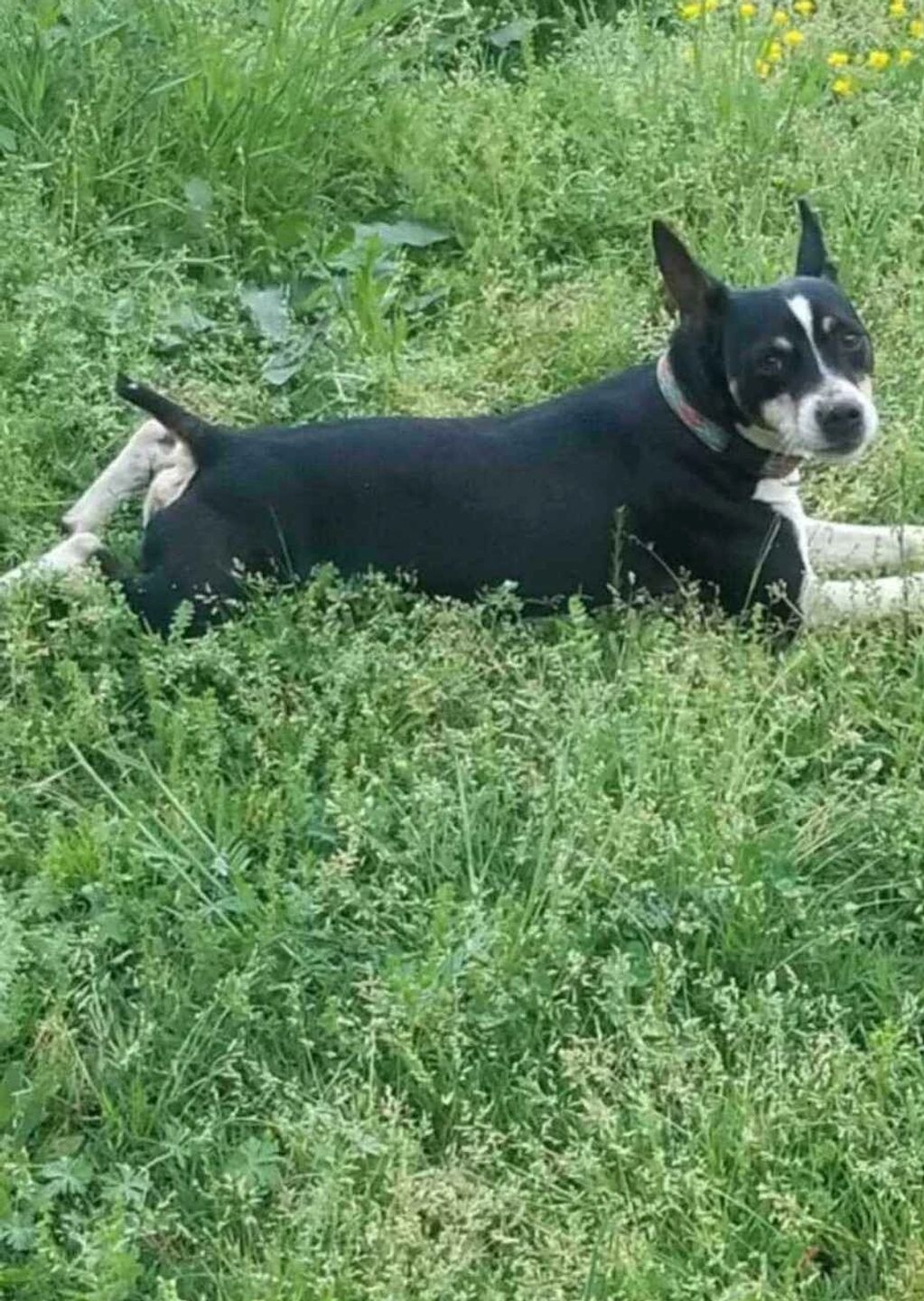 Rat Terrier Male Dog laying in the grass,