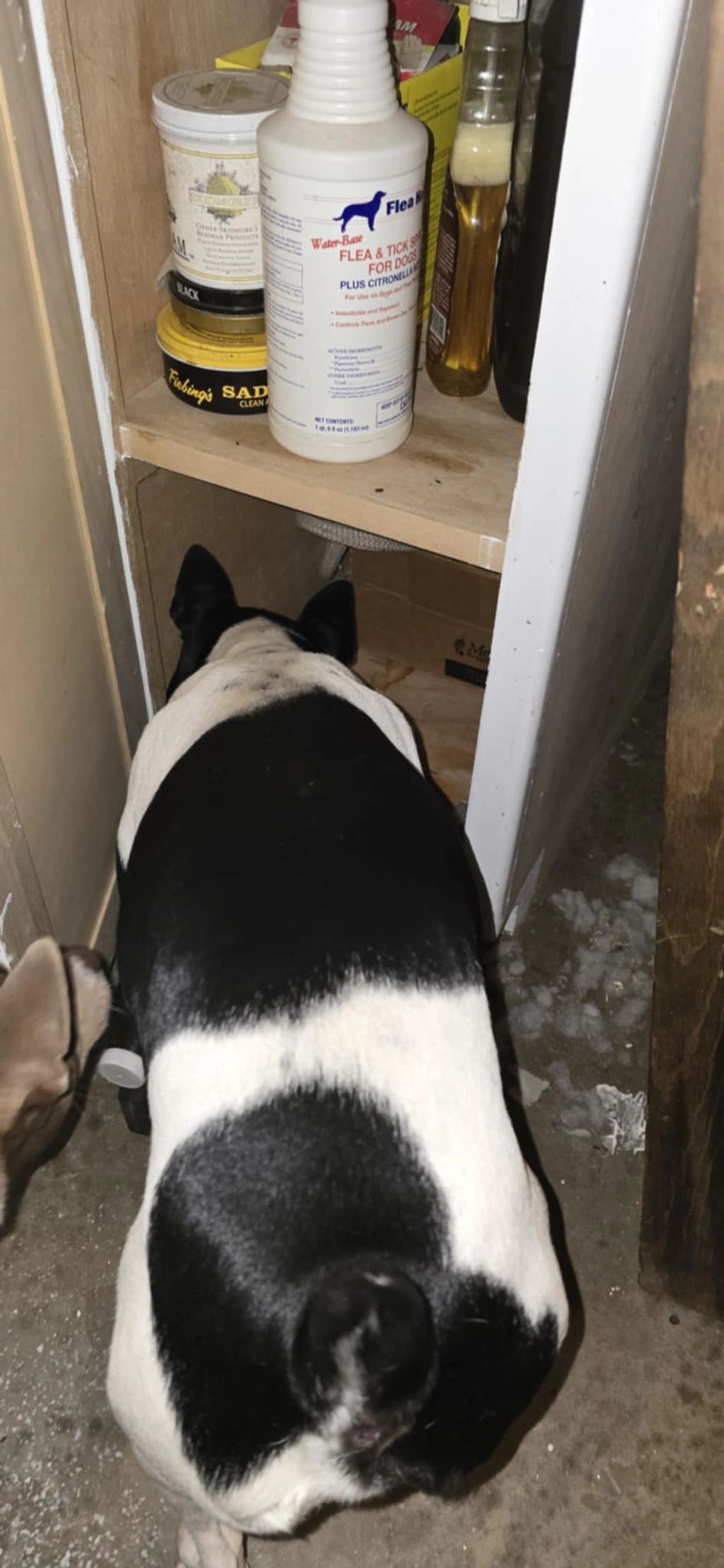 Rat terrier dog hunting mice.