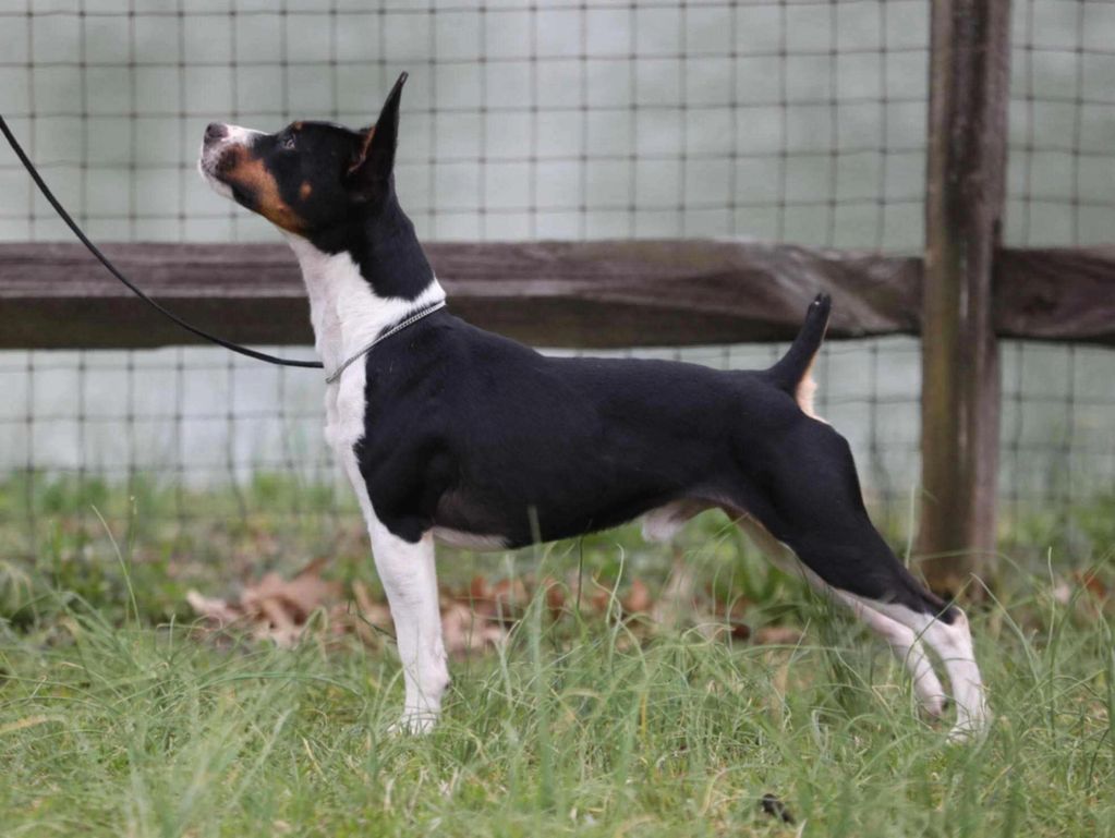 Rat Terrier Dog standing alert.