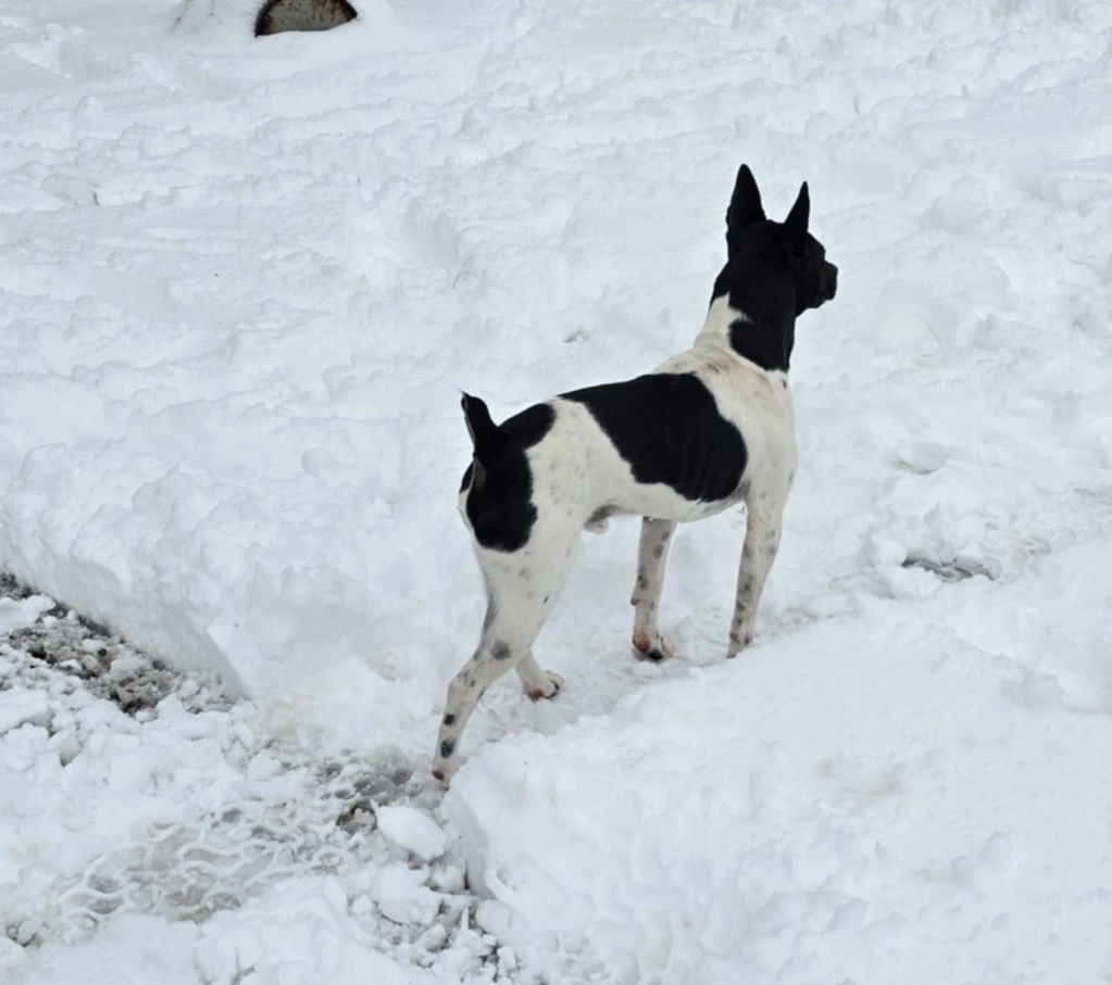 Side view of rat terrier dog in the snow.
