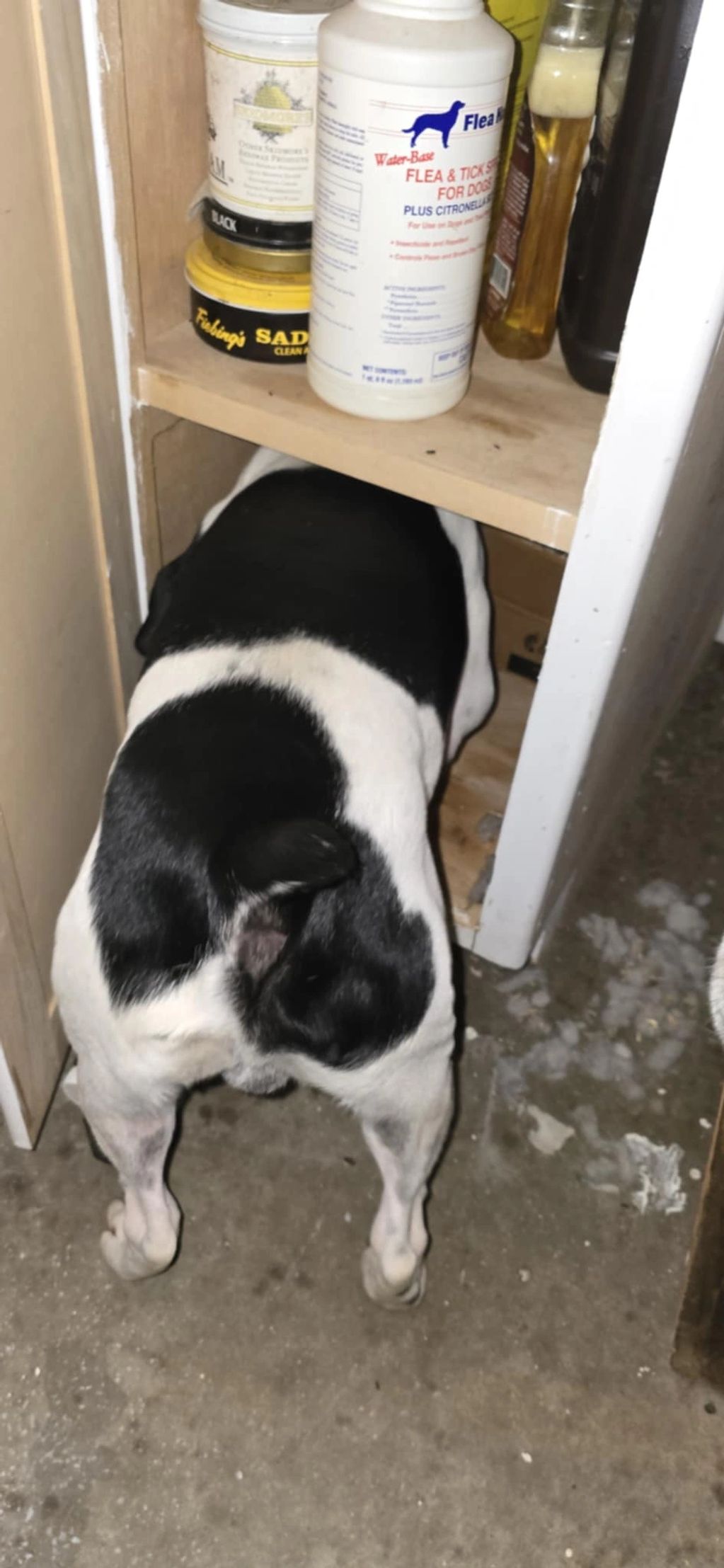 Rat terrier dog hunting mice.