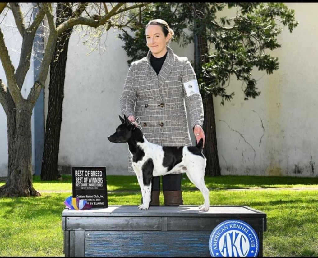 Woman showing prized rat terrier dog.