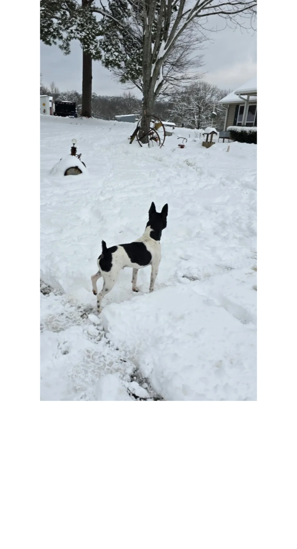 Rat terrier dog in the snow.