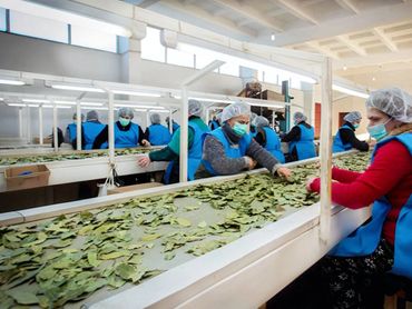 Workers in blue vests sort leaves on a conveyor belt in a processing facility.