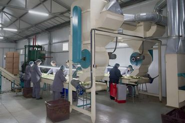 Workers sorting vegetables on a conveyor belt in a factory.