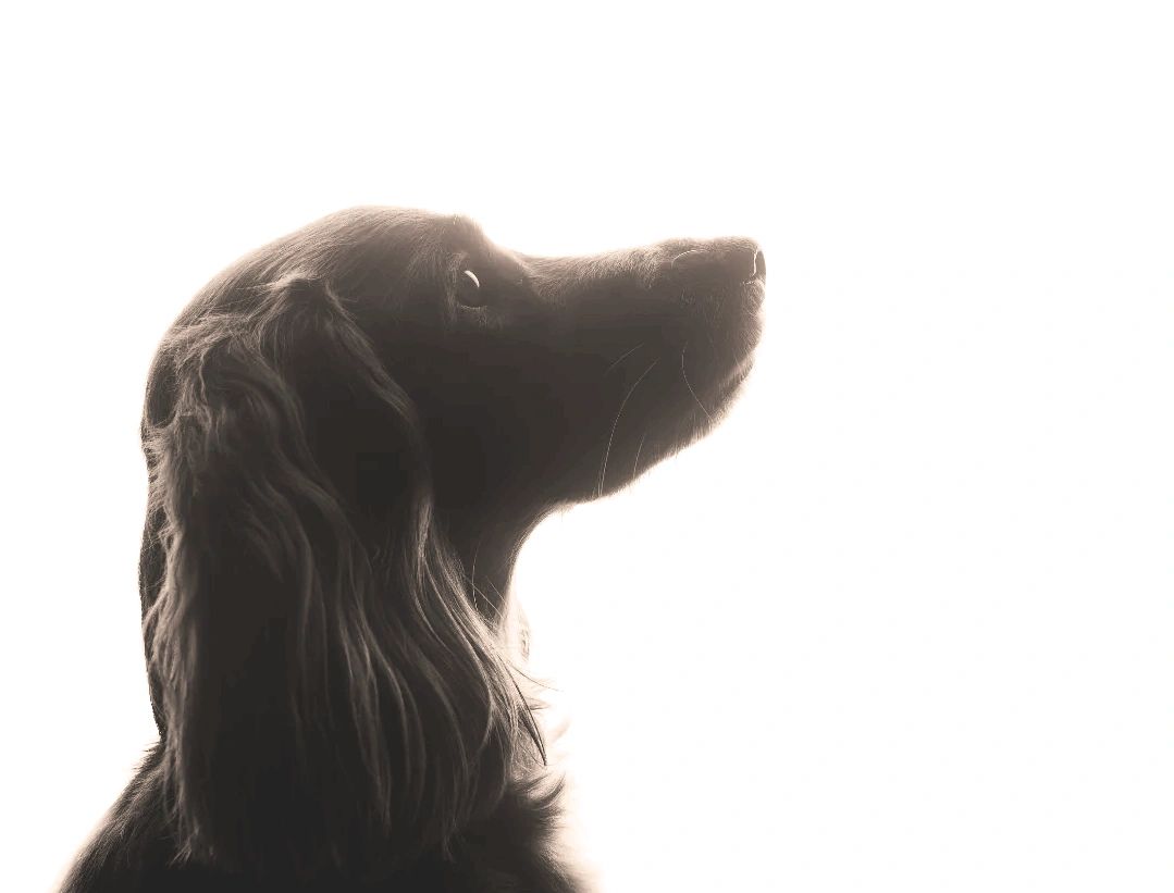 dog training, dog walking, professional, positive