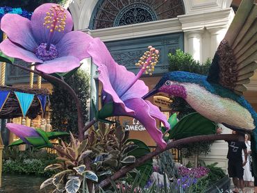 Nothing says Spring is here like birds and flowers in the botanical garden at the Bellagio.
