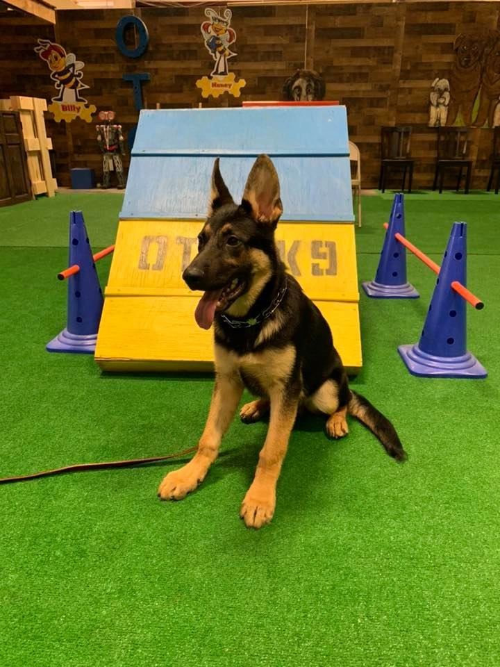 OTCK9 Dog Training Dog Training, Boarding, Dog Daycare