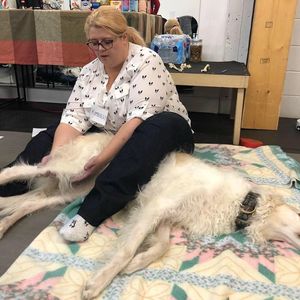 physiotherapy dog rehab canine