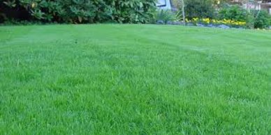 weed free lawn 
