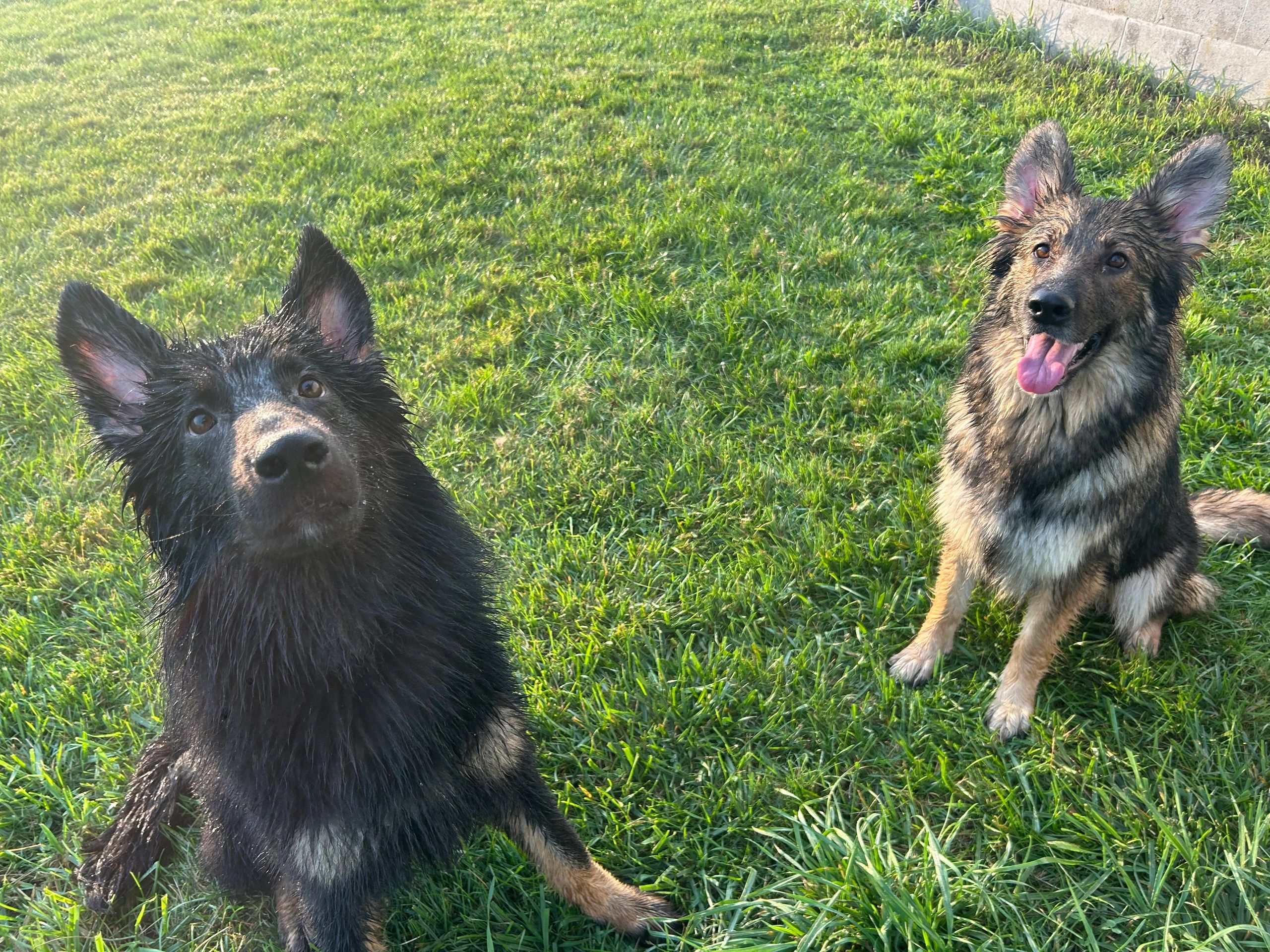 Two wet German Shepherd dogs sitting on green grass.