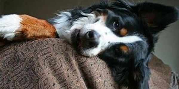 Dog grooming