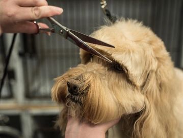 A dog getting it's face trimmed.