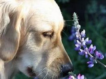 A relaxed dog groomed.